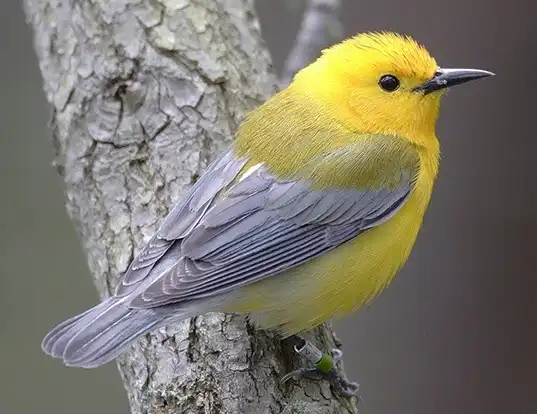 Picture of a prothonotary warbler (Protonotaria citrea)