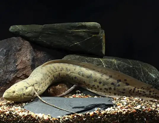 Picture of a african lungfish (Protopterus annectens)