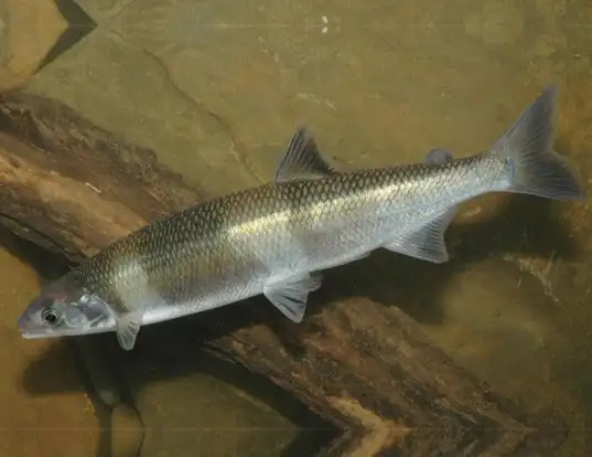 Picture of a australian grayling (Prototroctes maraena)