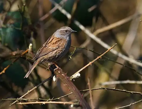 Picture of a hedge accentor (Prunella modularis)