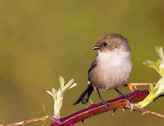 Picture of a bushtit (Psaltriparus minimus)