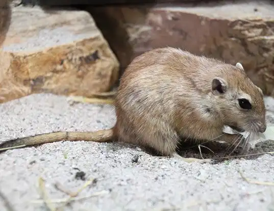 Picture of a fat sand rat (Psammomys obesus)