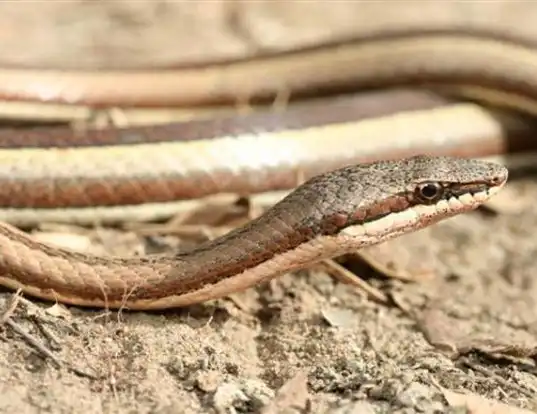 Picture of a west african slender snake (Psammophis elegans)