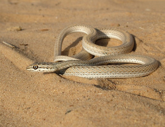 Picture of a schokari snake (Psammophis schokari)