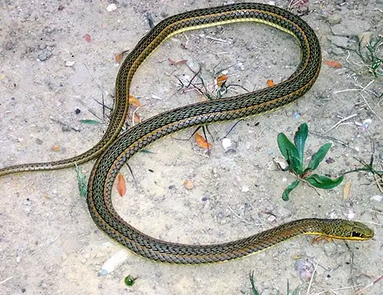 Picture of a african hissing snake (Psammophis sibilans)
