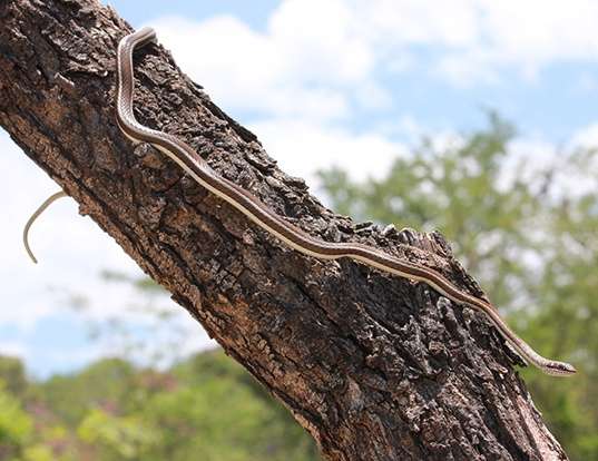 Picture of a stripe-bellied sand snake (Psammophis subtaeniatus)
