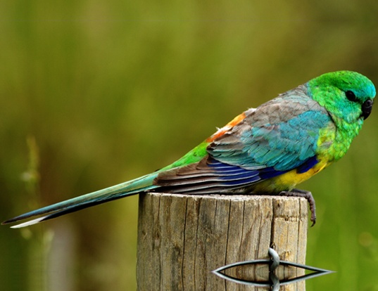 Picture of a red-rumped parrot (Psephotus haematonotus)