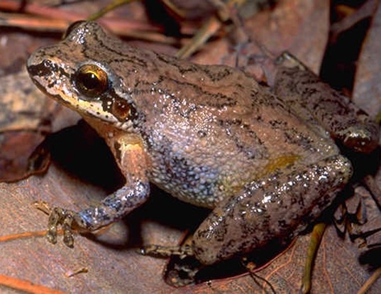 Picture of a mountain chorus frog (Pseudacris brachyphona)