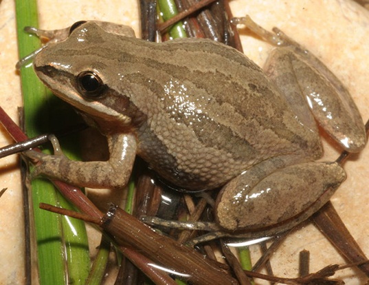 Picture of a western chorus frog (Pseudacris triseriata)