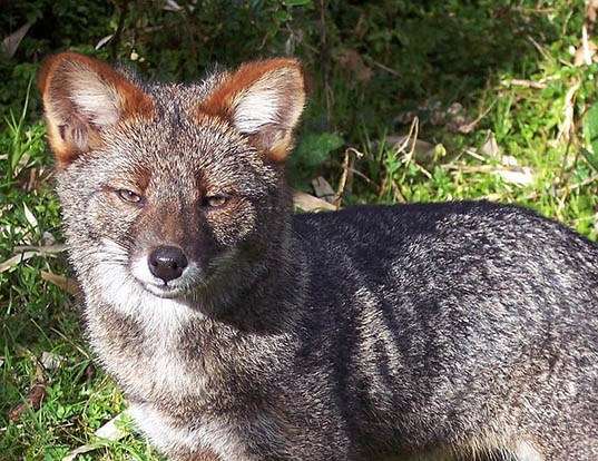 Picture of a darwin's fox (Pseudalopex fulvipes)