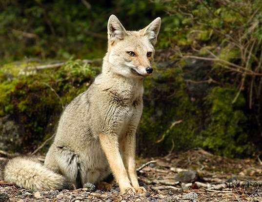 Picture of a south american gray fox (Pseudalopex griseus)