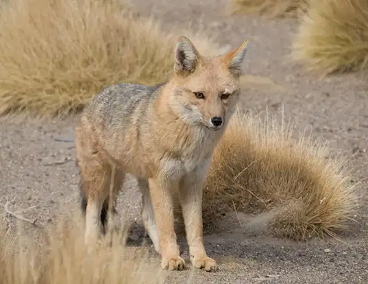 Picture of a pampas fox (Pseudalopex gymnocercus)