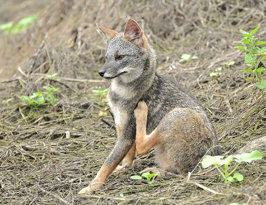 Picture of a sechuran fox (Pseudalopex sechurae)