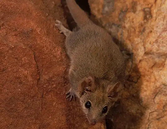 Picture of a ningbing pseudantechinus (Pseudantechinus ningbing)