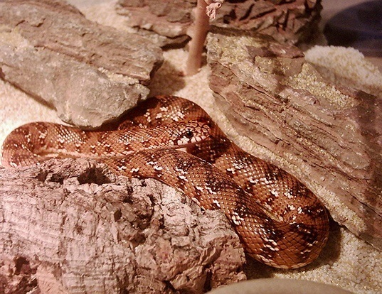 Picture of a mole snake (Pseudaspis cana)