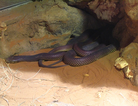 Picture of a king brown or mulga snake (Pseudechis australis)