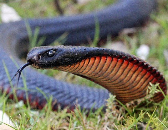 Picture of a red-bellied black snake (Pseudechis porphyriacus)