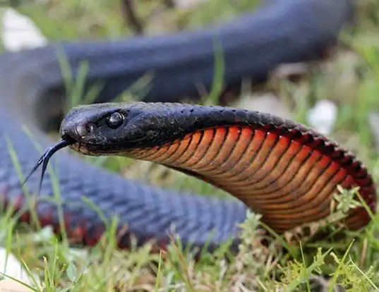 Picture of a red-bellied black snake (Pseudechis porphyriacus)