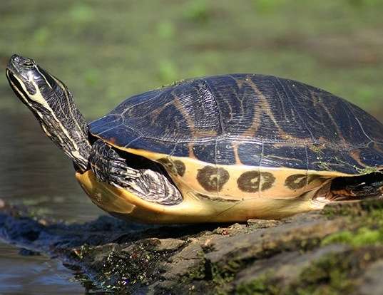 Picture of a suwannee cooter (Pseudemys concinna)