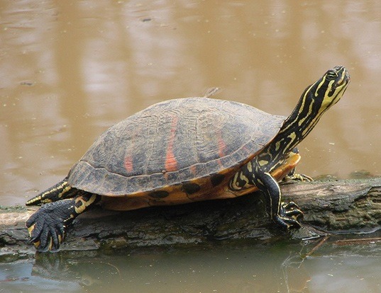 Picture of a florida red-bellied turtle (Pseudemys nelsoni)