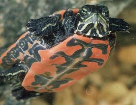 Picture of a northern redbelly turtle (Pseudemys rubriventris)