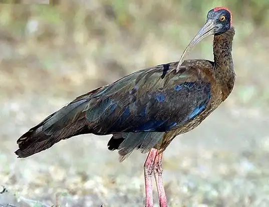 Picture of a black ibis (Pseudibis papillosa)