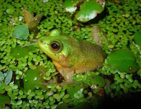 Picture of a paradox frog (Pseudis paradoxa)