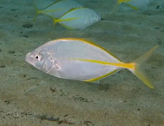 Picture of a white trevally (Pseudocaranx dentex)