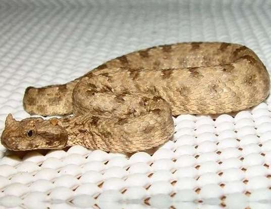 Picture of a persian horned viper (Pseudocerastes persicus fieldi)