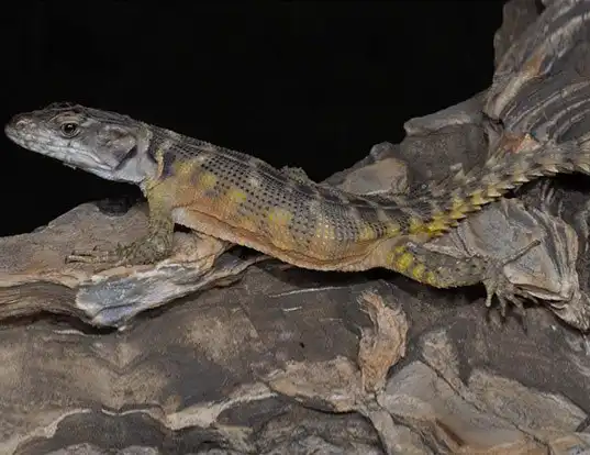 Picture of a s. african smooth-backed lizard (Pseudocordylus microlepidotus)