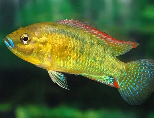 Picture of a southern mouthbrooder (Pseudocrenilabrus philander)