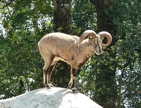 Picture of a blue sheep (Pseudois nayaur)