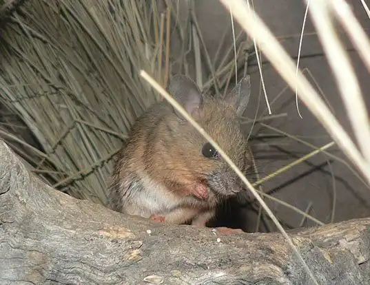 Picture of a plains mouse (Pseudomys australis)