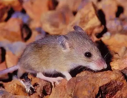 Picture of a western pebble mouse (Pseudomys chapmani)