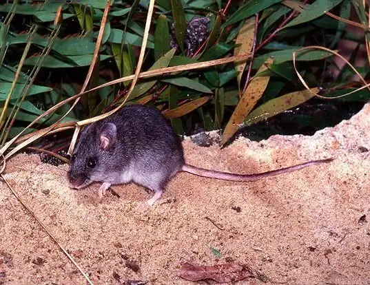 Picture of a smoky mouse (Pseudomys fumeus)