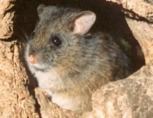 Picture of a long-tailed mouse (Pseudomys higginsi)