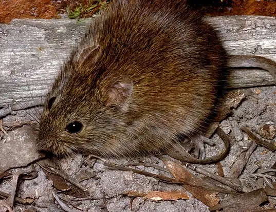 Picture of a heath mouse (Pseudomys shortridgei)