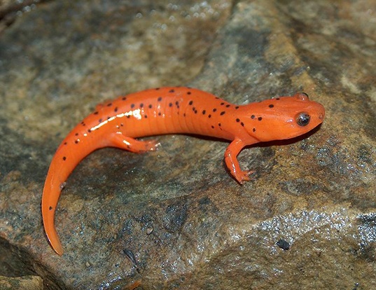 Picture of a midland mud salamander (Pseudotriton montanus diastictus)