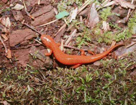 Picture of a mud salamander (Pseudotriton montanus)