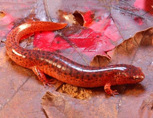 Picture of a northern red salamander (Pseudotriton ruber ruber)