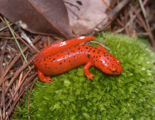 Picture of a blackchin red salamander (Pseudotriton ruber schencki)