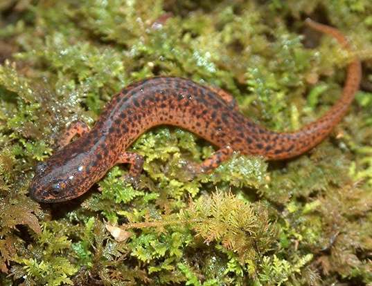 Picture of a southern red salamander (Pseudotriton ruber vioscai)