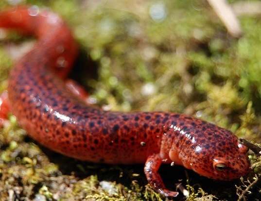 Picture of a red salamander (Pseudotriton ruber)