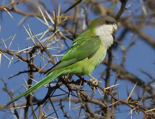 Picture of a grey-hooded parakeet (Psilopsiagon aymara)