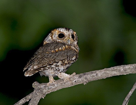Picture of a flammulated owl (Psiloscops flammeolus)