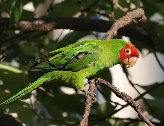 Picture of a red-masked conure (Psittacara erythrogenys)