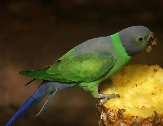Picture of a emerald-collared parakeet (Psittacula calthrapae)