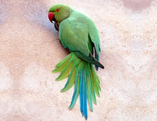 Picture of a ring-necked parakeet (Psittacula krameri)