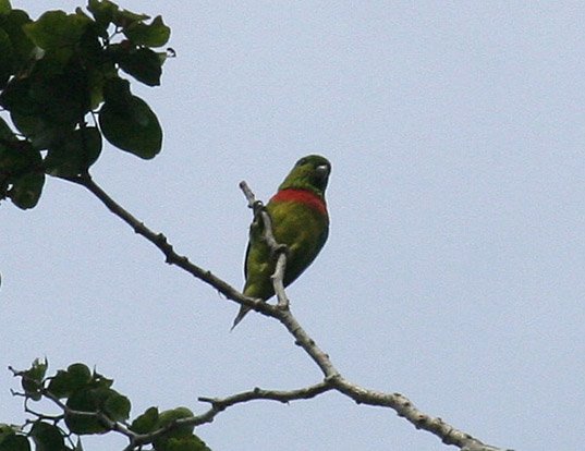 Picture of a salvadori's fig parrot (Psittaculirostris salvadorii)