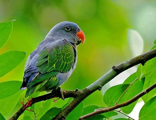 Picture of a blue-rumped parrot (Psittinus cyanurus)
